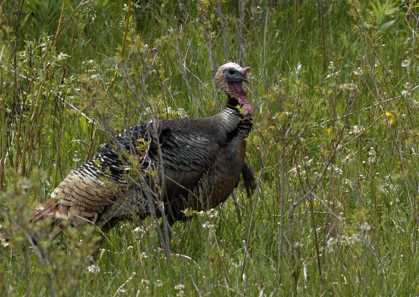 Wild Turkey